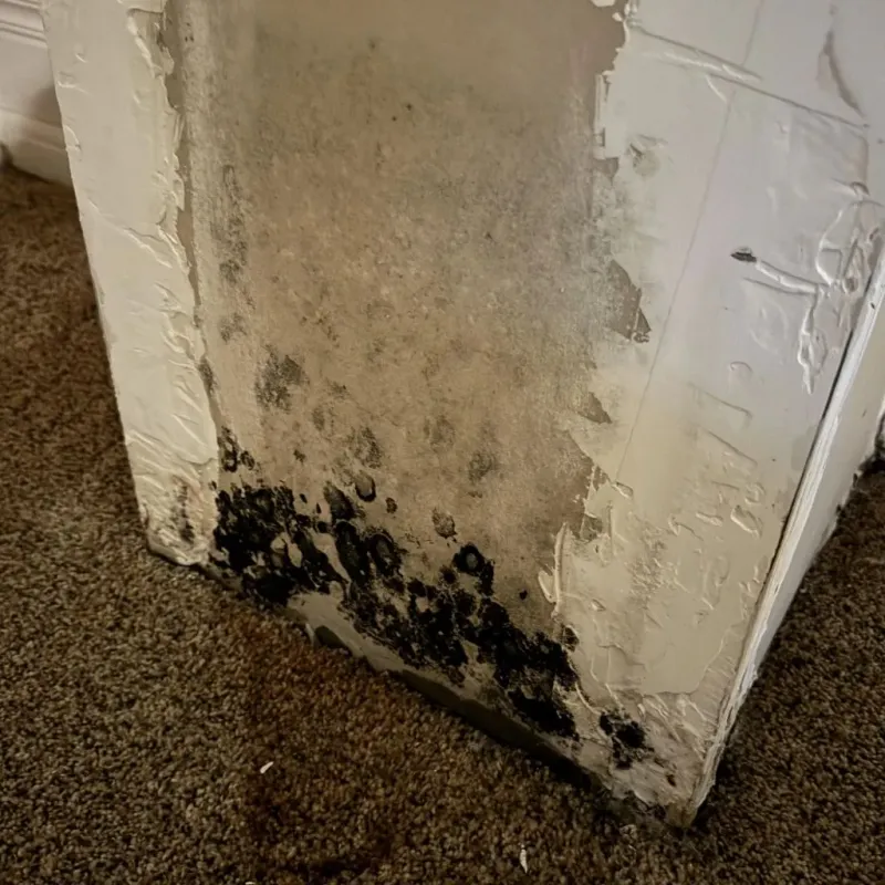 Professional Mold Removal in South Park Township, PA